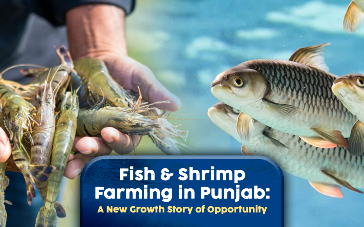 Fish & Shrimp Farming in Punjab: A New Growth Story of Opportunity